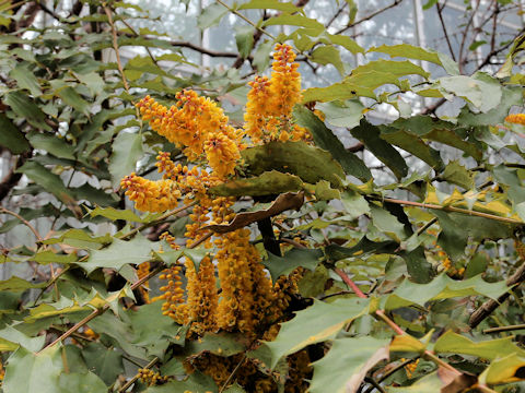 Mahonia duclouxiana