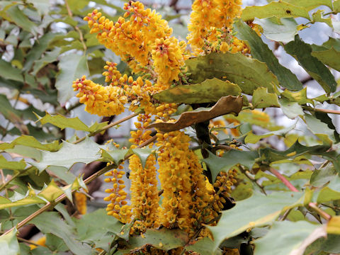 Mahonia duclouxiana