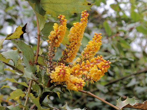 Mahonia duclouxiana