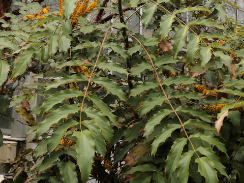 Mahonia duclouxiana