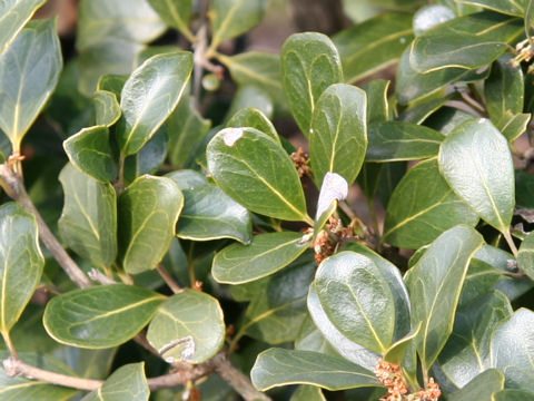 マルバヒイラギ Osmanthus Heterophyllus Cv Rotundifolius