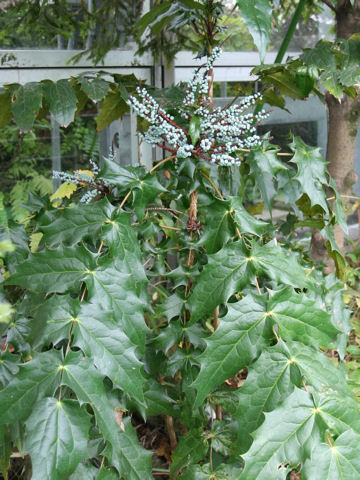 Mahonia leveilleana