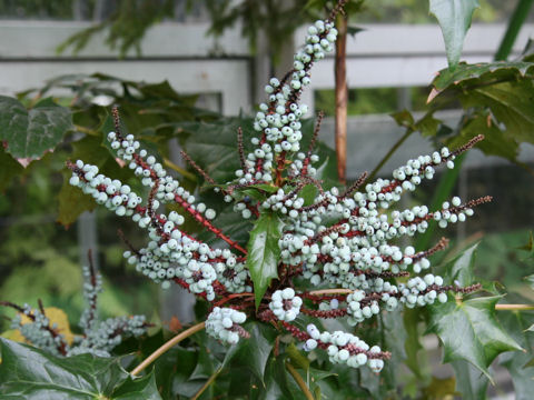 Mahonia leveilleana