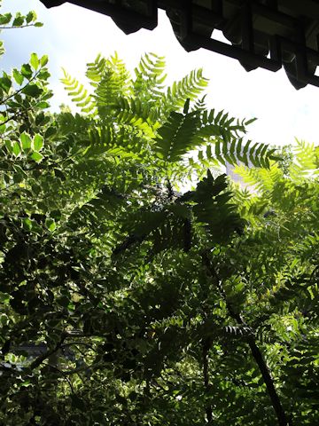 Mahonia lomariifolia