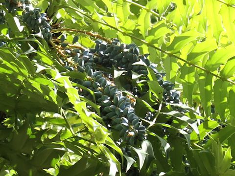 Mahonia lomariifolia