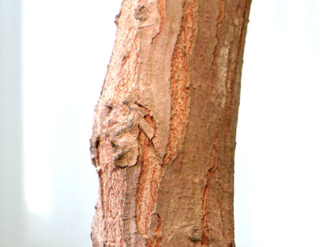 Swietenia mahagoni