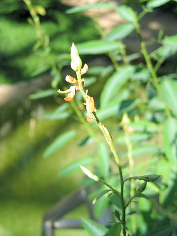 Desmodium motorium