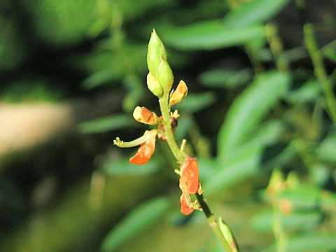 Desmodium motorium