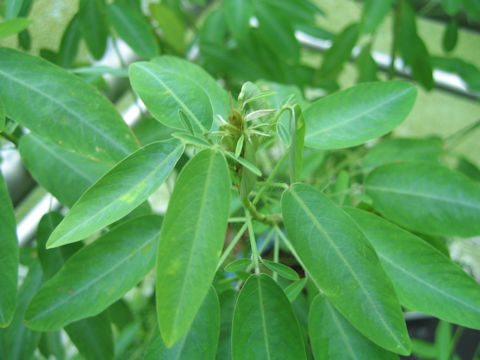 Desmodium motorium