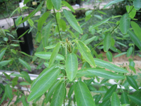 Desmodium motorium