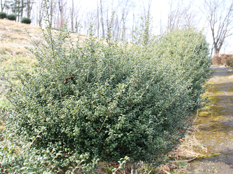 Ilex crenata cv. Convexa