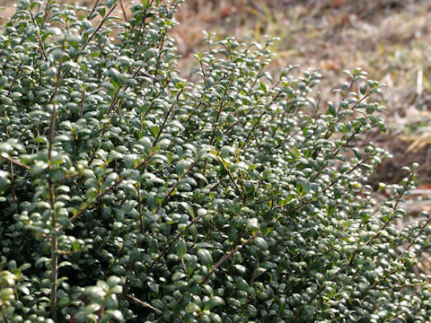 Ilex crenata cv. Convexa