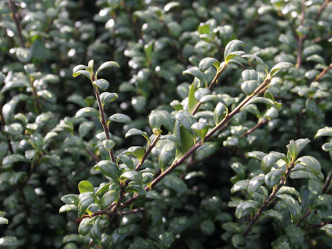 Ilex crenata cv. Convexa