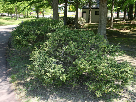 Ilex crenata cv. Convexa