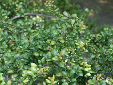 Ilex crenata cv. Convexa