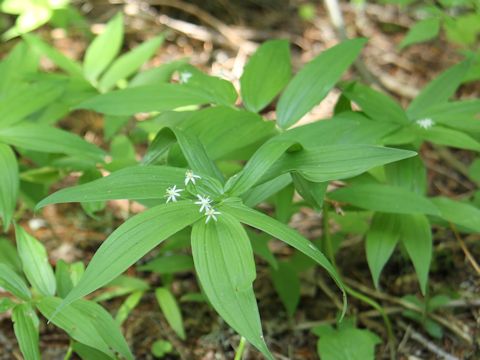 Maianthemum stellatum