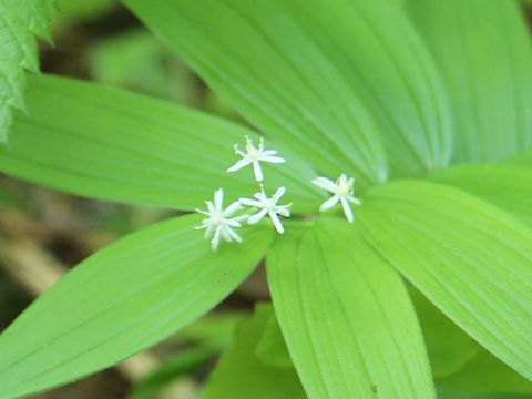 Maianthemum stellatum