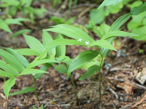 Maianthemum stellatum