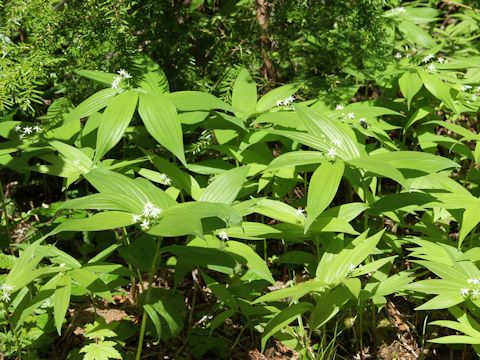 Maianthemum stellatum