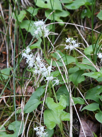 Maianthemum dilatatum