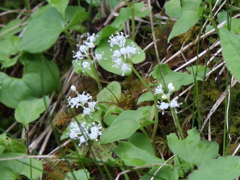 Maianthemum dilatatum