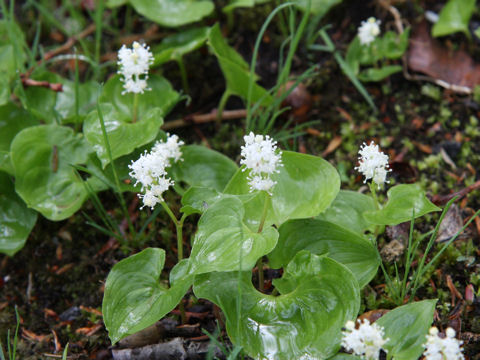 Maianthemum dilatatum