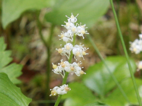 Maianthemum dilatatum