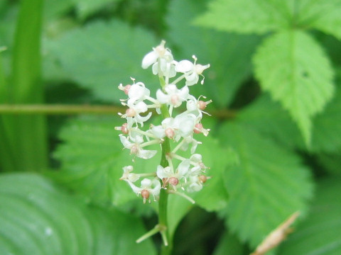 Maianthemum dilatatum