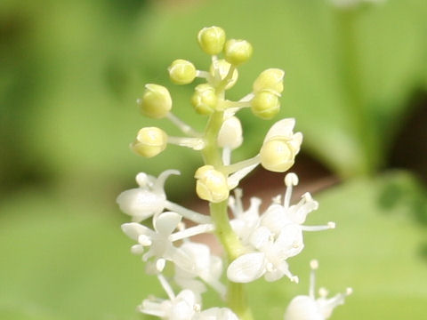 Maianthemum dilatatum