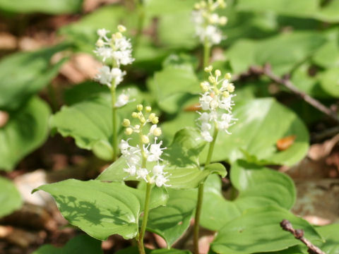 Maianthemum dilatatum