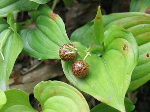 Maianthemum dilatatum