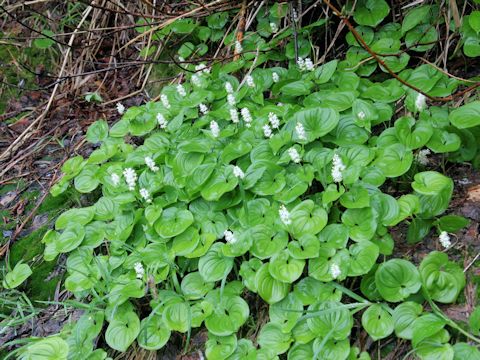 Maianthemum dilatatum