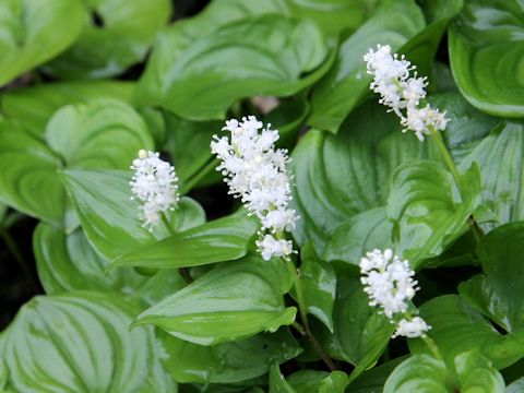 Maianthemum dilatatum