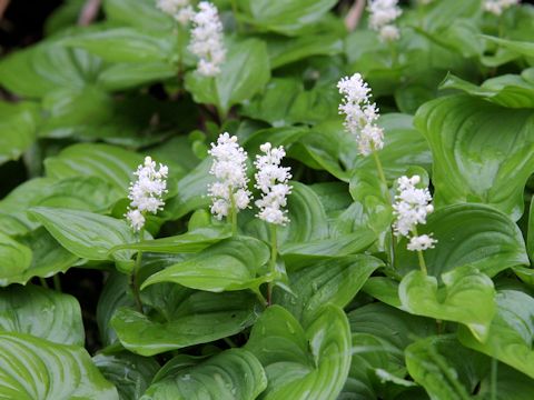 Maianthemum dilatatum