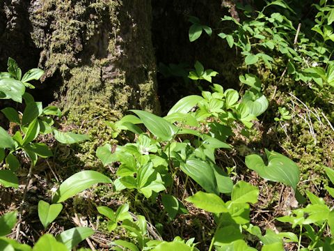 Maianthemum dilatatum