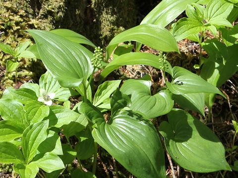 Maianthemum dilatatum