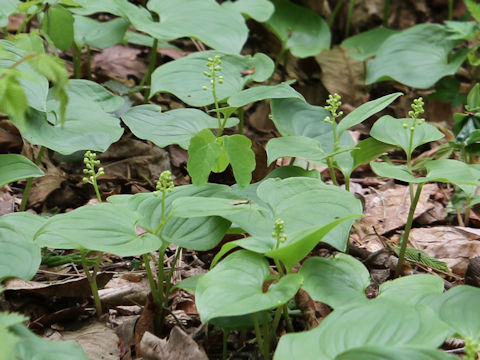 Maianthemum dilatatum