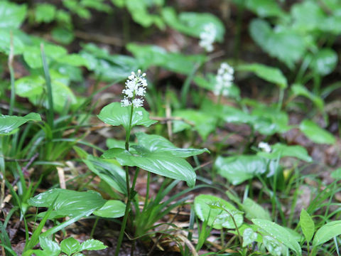 Maianthemum dilatatum