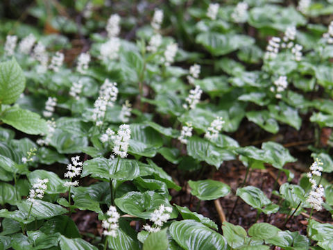 Maianthemum dilatatum