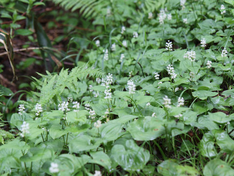 Maianthemum dilatatum