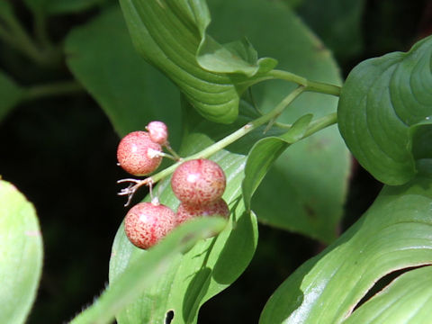 Maianthemum dilatatum