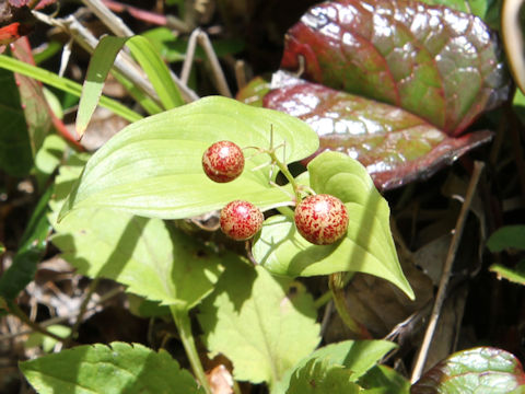 Maianthemum dilatatum