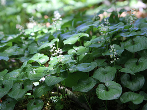 Maianthemum dilatatum