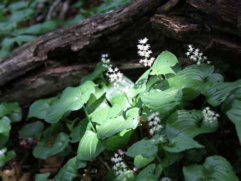 Maianthemum dilatatum