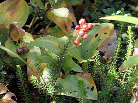 Maianthemum dilatatum