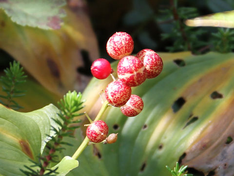 Maianthemum dilatatum