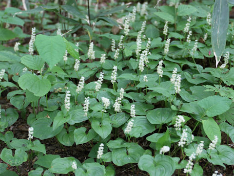 Maianthemum dilatatum