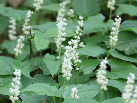 Maianthemum dilatatum