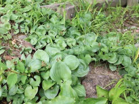 Maianthemum dilatatum