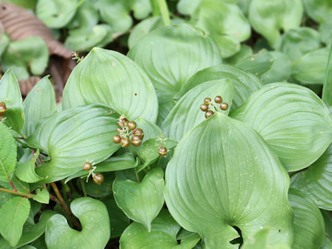 Maianthemum dilatatum